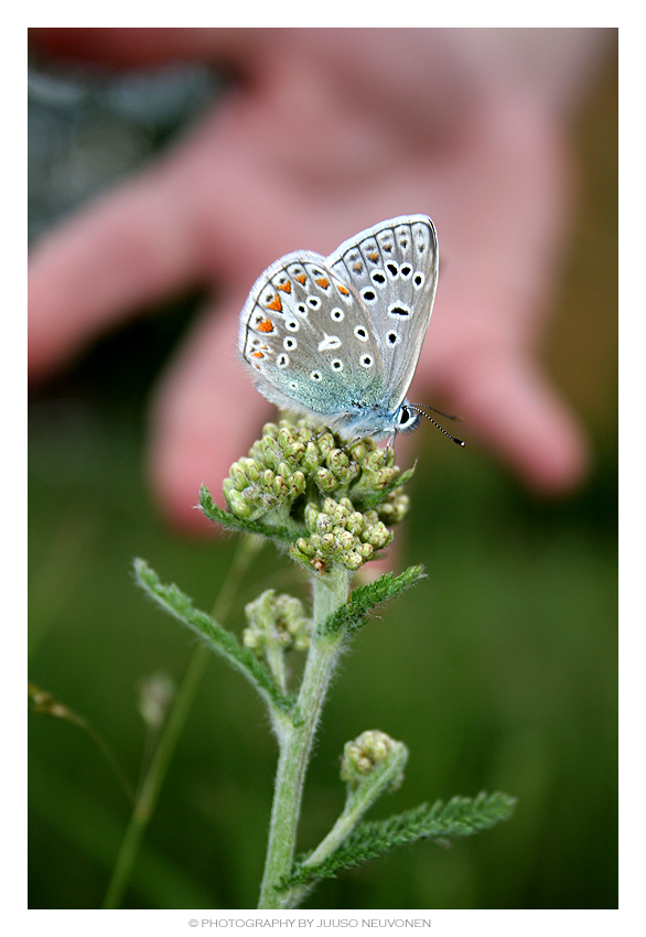 Catching beauty