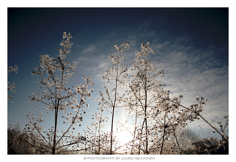 Frosted plants