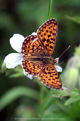 Boloria selene