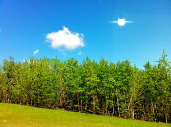 incline trees