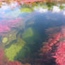 Cano Cristales Meta Colombia