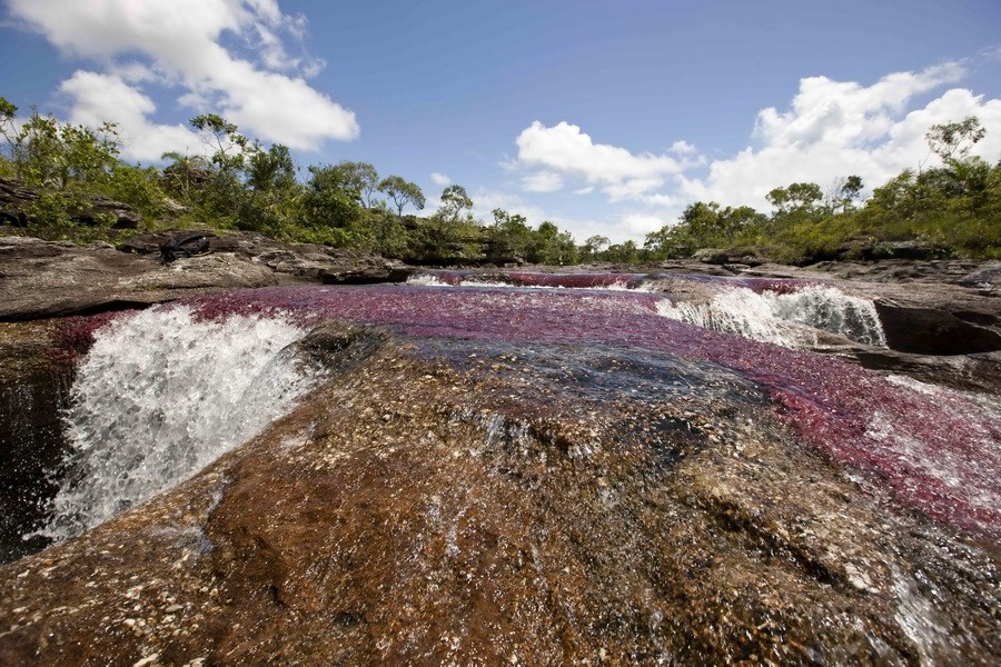 Cano Cristales Meta Colombia