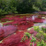 Cano Cristales Meta Colombia