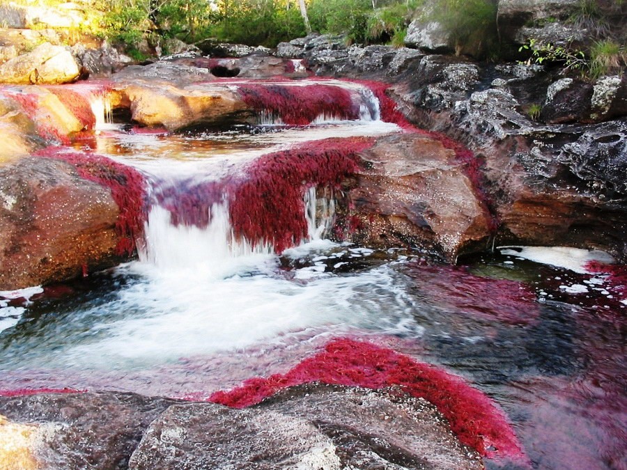 Cano Cristales Meta Colombia by DanteBw