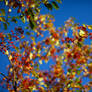 Autumn watercolor