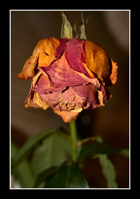 A Dead Rose