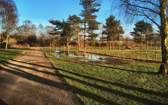 Reflecting Pond