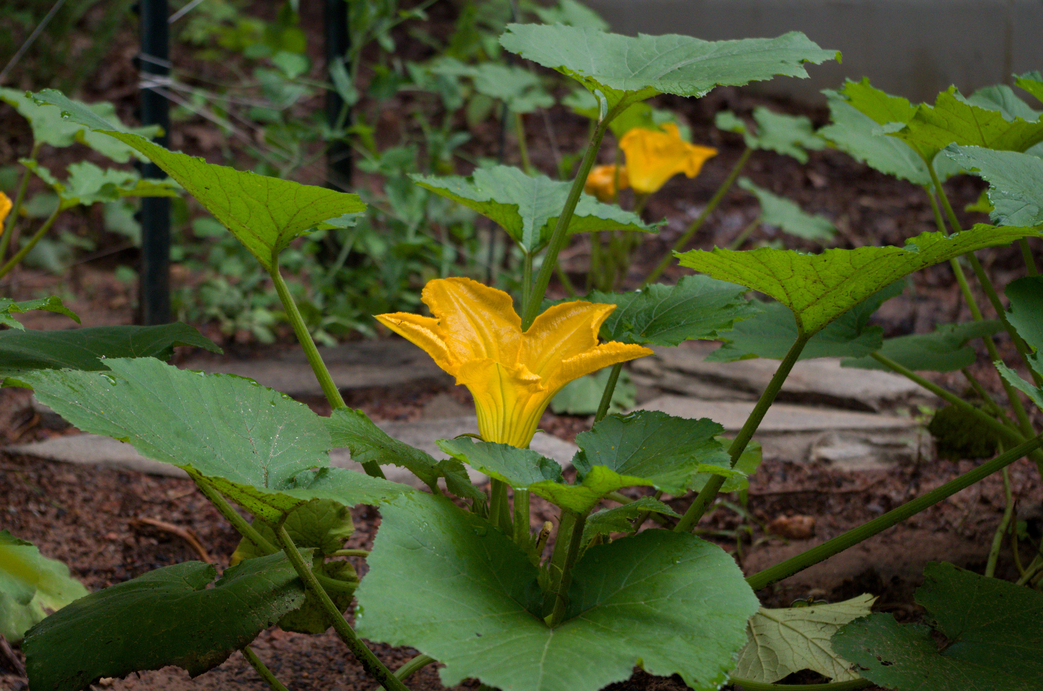 Squash Blossoming 2013-07-08 01