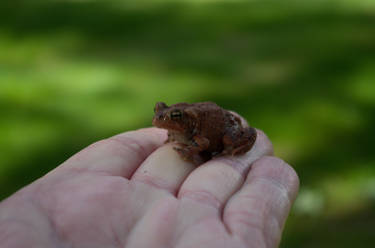 2014-05-11 Red Toad 06