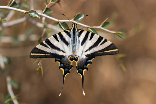 Scarce swallowtail