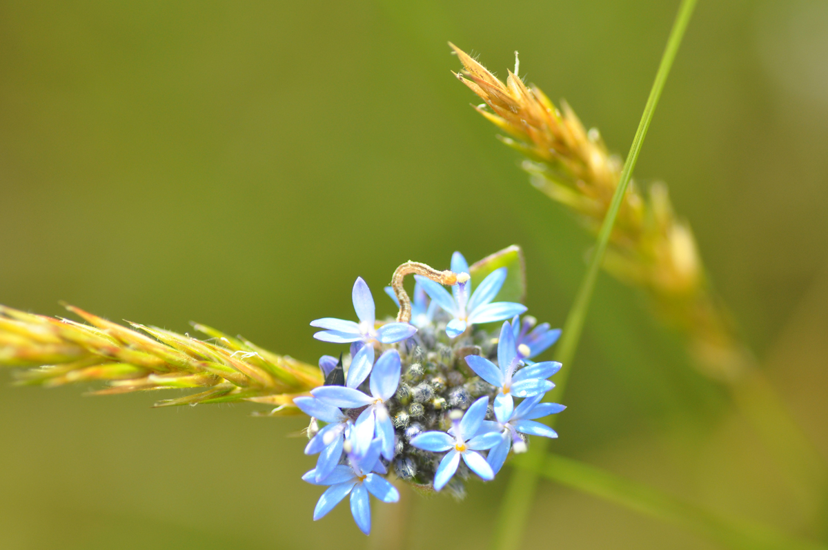 Caterpillar