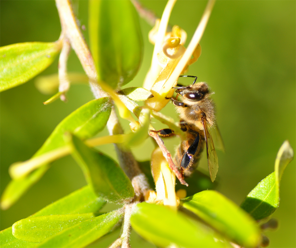 Bee