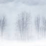 PhotoManipulated Winter_2