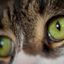 Cats Eye