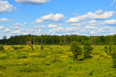 Mock Plains