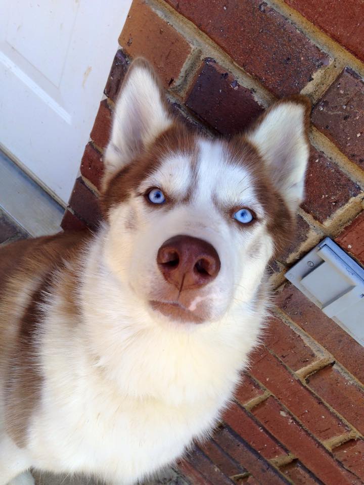 Jax the Husky