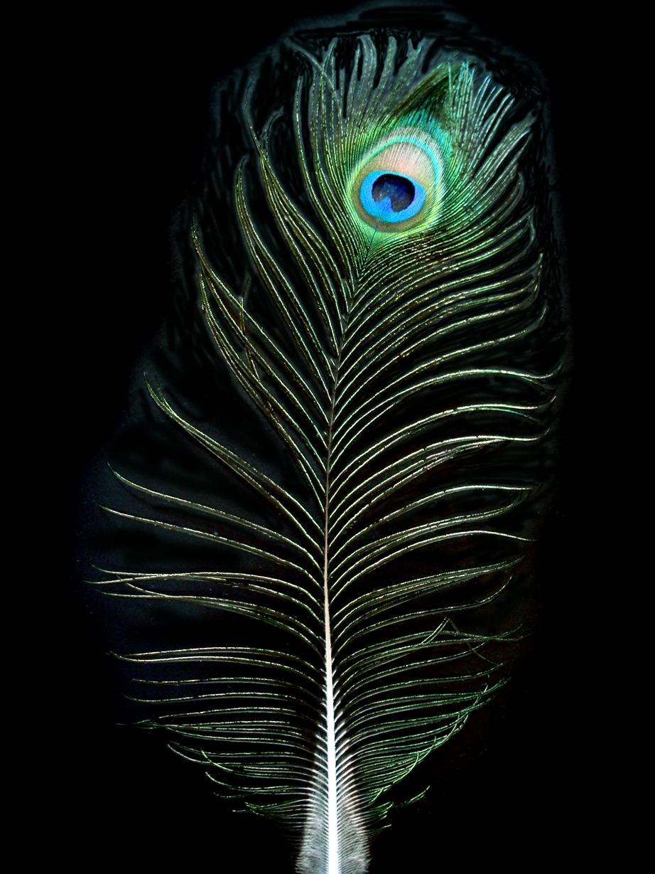 Peacock Feather