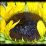 Sinking Sunflower