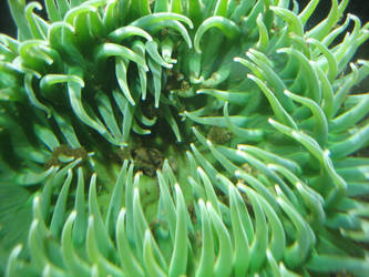 SeaAnemone. Yay, I can spell.