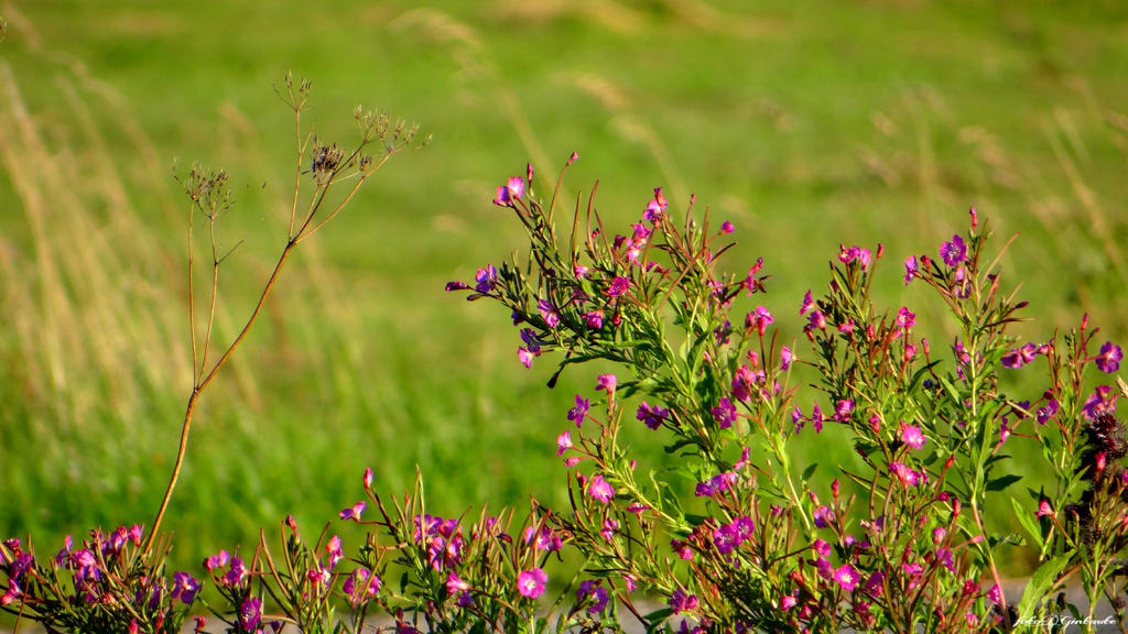 Wildflowers