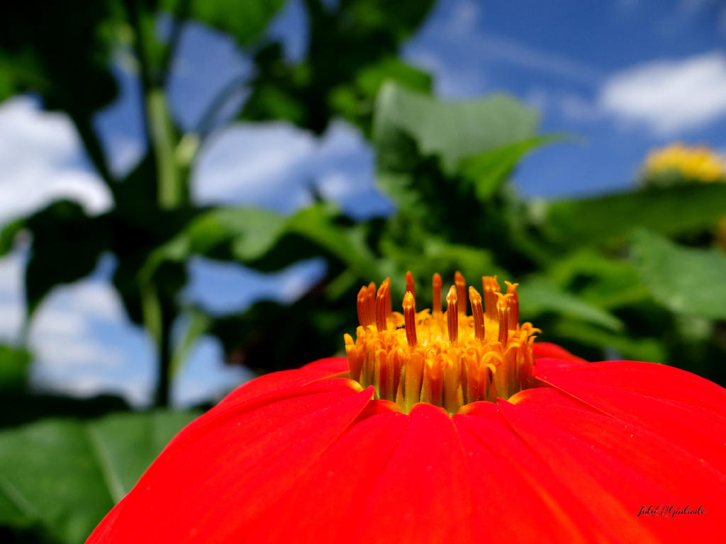 Red flower.......