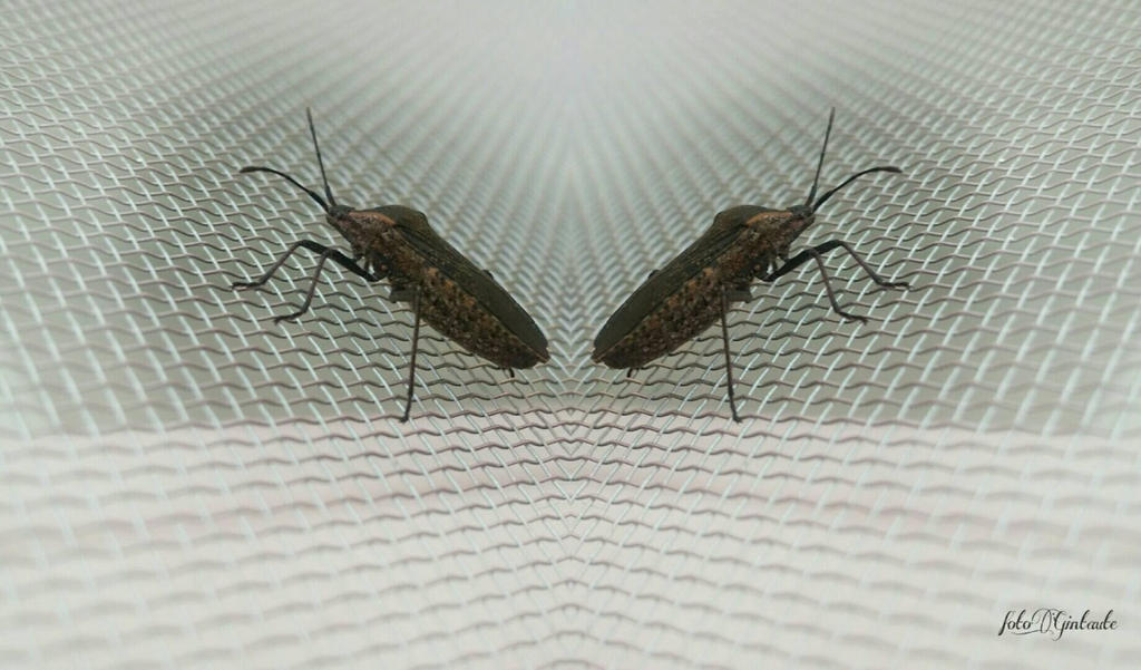Gitgituk Insect Bug's. ........ by gintautegitte69 on DeviantArt