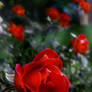 Red rose..........