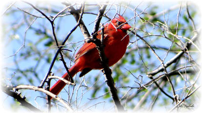 Backyard bird......