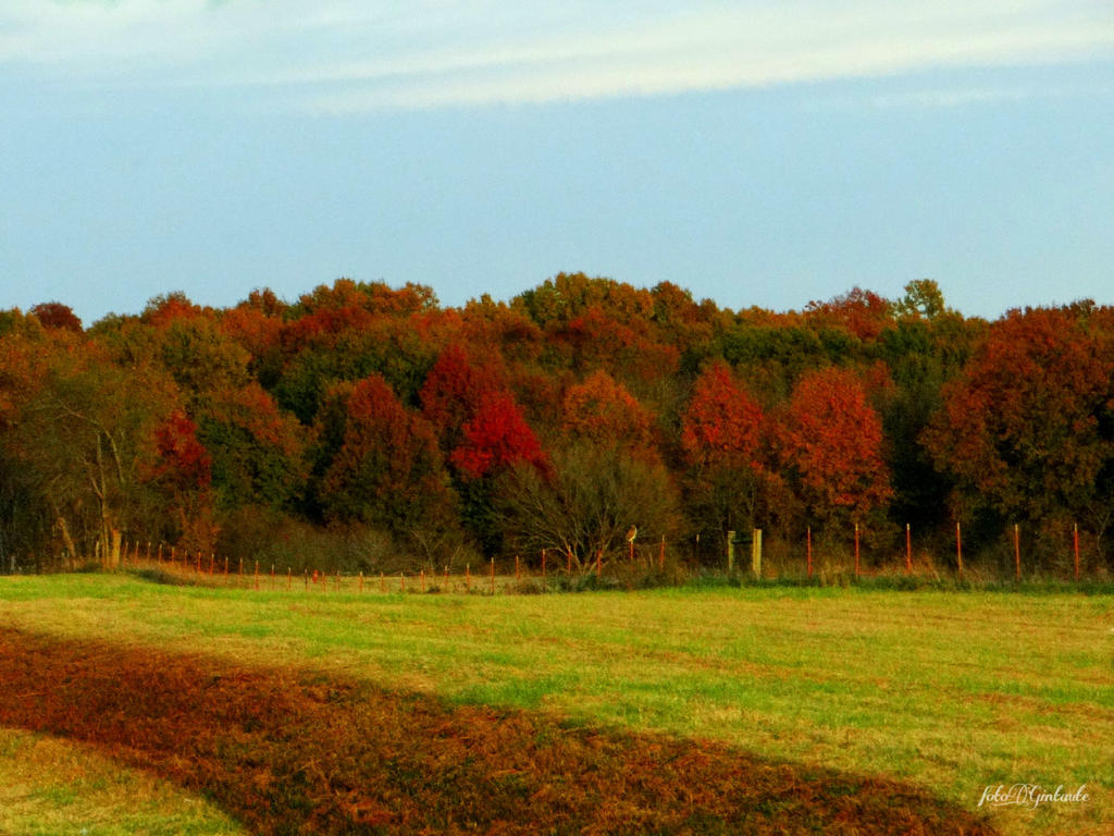 Autumn......colors