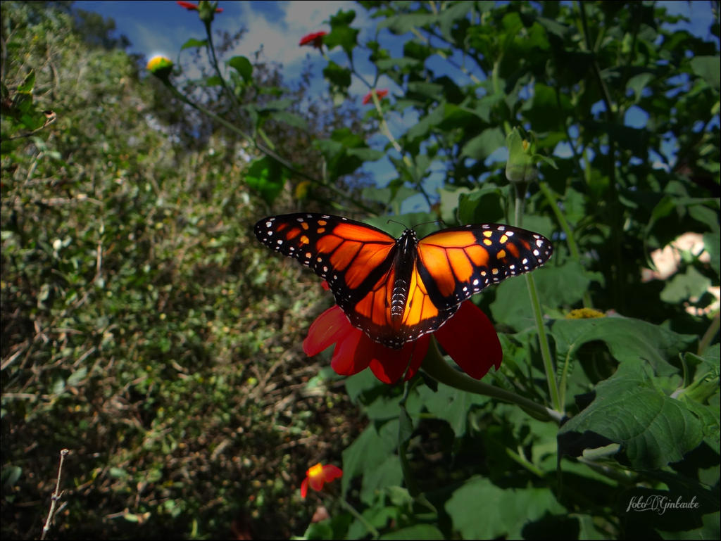 Butterfly......