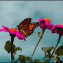 Butterfly......5