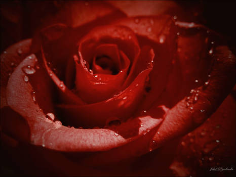 My Valentine's rose