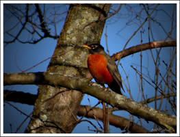 Birds return.......Spring...