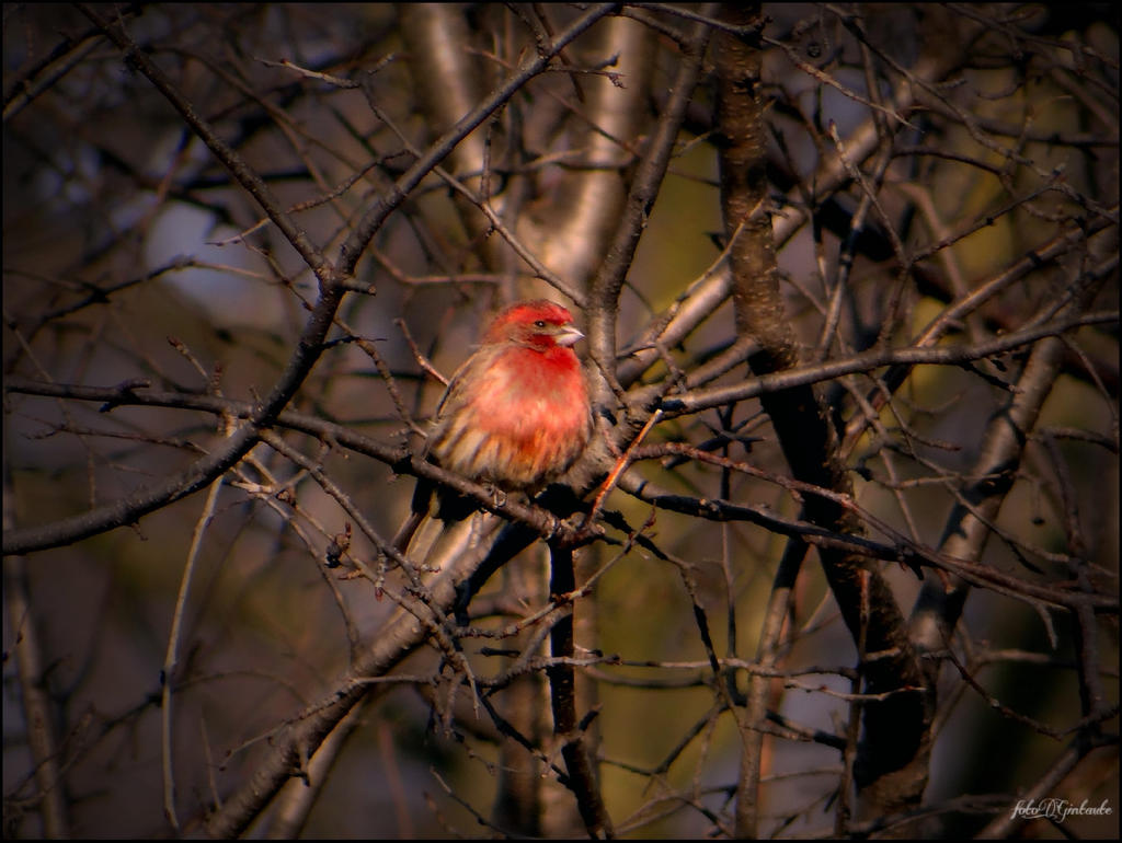 Spring.......birds.....2 by gintautegitte69