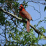 Cardinal. ..Spring..