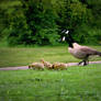 Family walking........