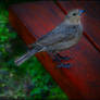 Bird.......backyard 