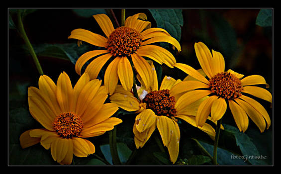 Lithuania yellow flowers.......