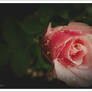 Rose. ...