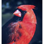 Cardinal...