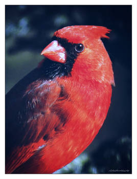 Cardinal...