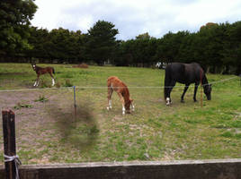 Horse and Foal Stock 1