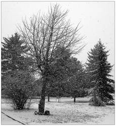 Snowy Morning in Palmer Lake