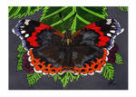 Red Admiral Butterfly by RainbowFay