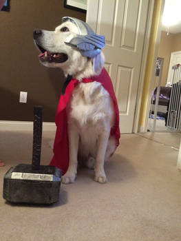 Thor Dog of Thunder grown up