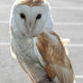 This is Rodders the Barn Owl