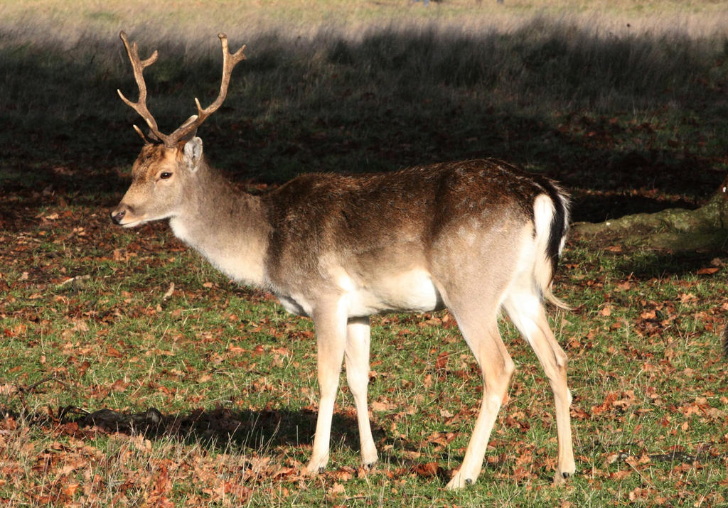 Young Fallow deer