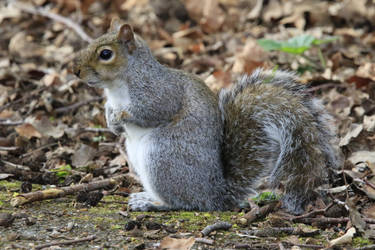 Grey Squirrel sitting up for me