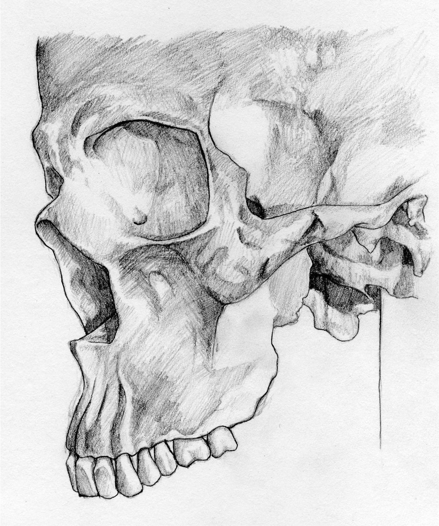 Skull1