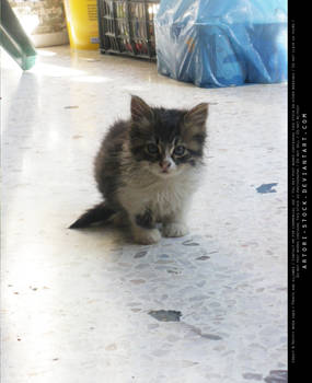 Cat 03